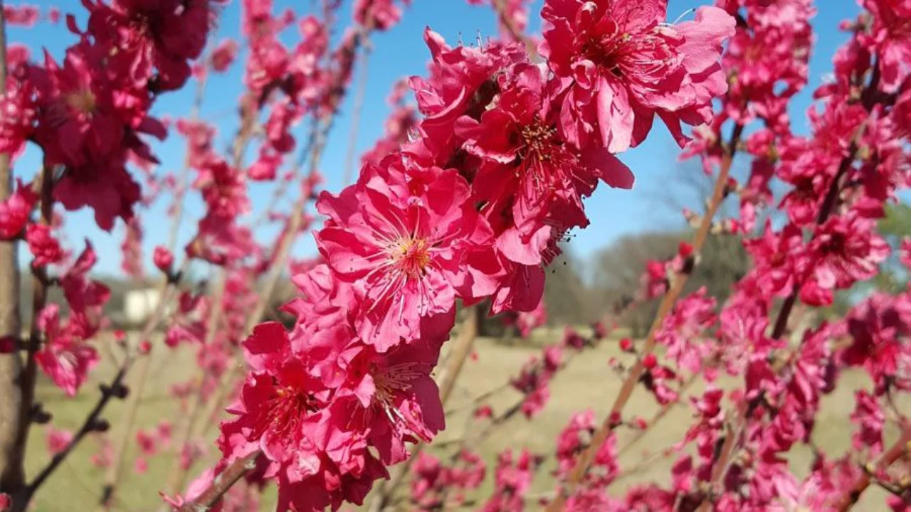 Peach Tree Blooms (All You Need To Know) 6 Keep And Eye On The Weather