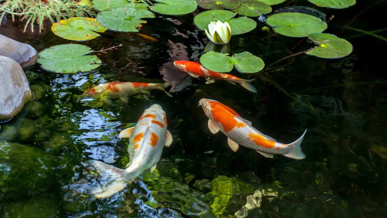 Koi fish
