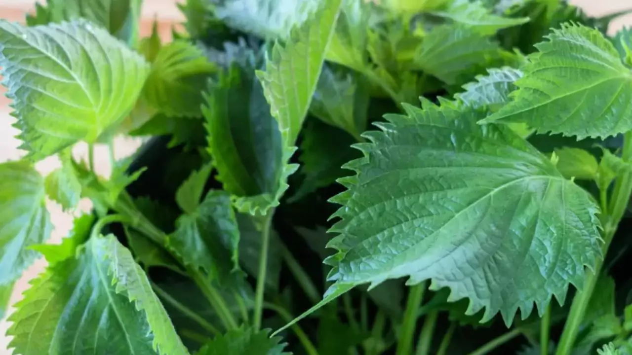 Growers Guide For Korean Perilla Leaves 1 Korean Perilla leaves