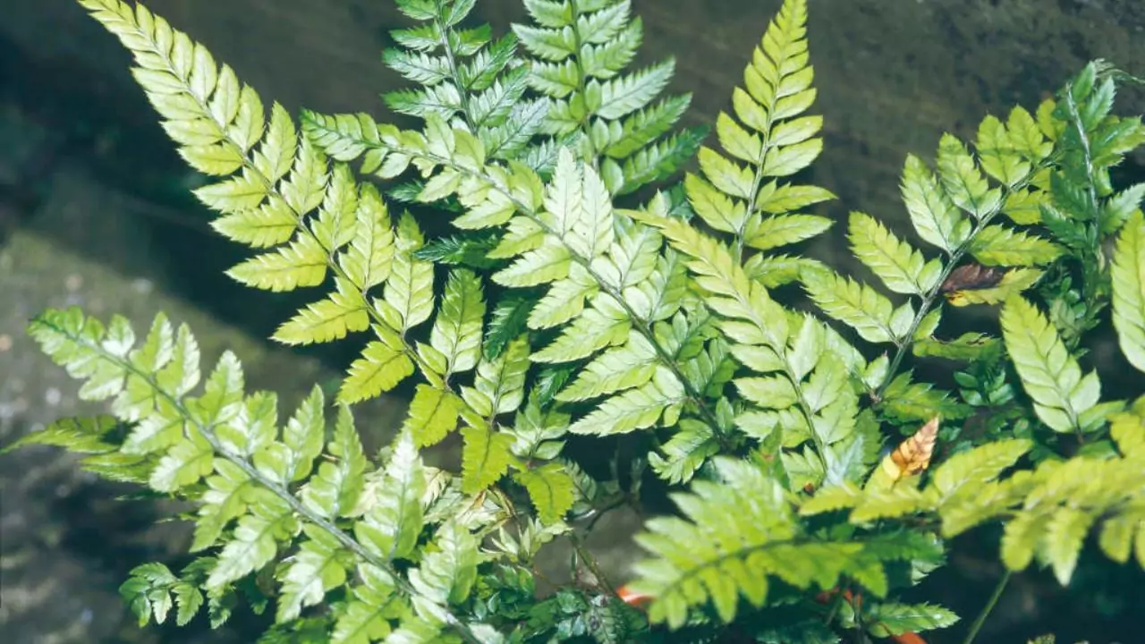 21 Hardy Fern Varieties 16 Korean Rock fern
