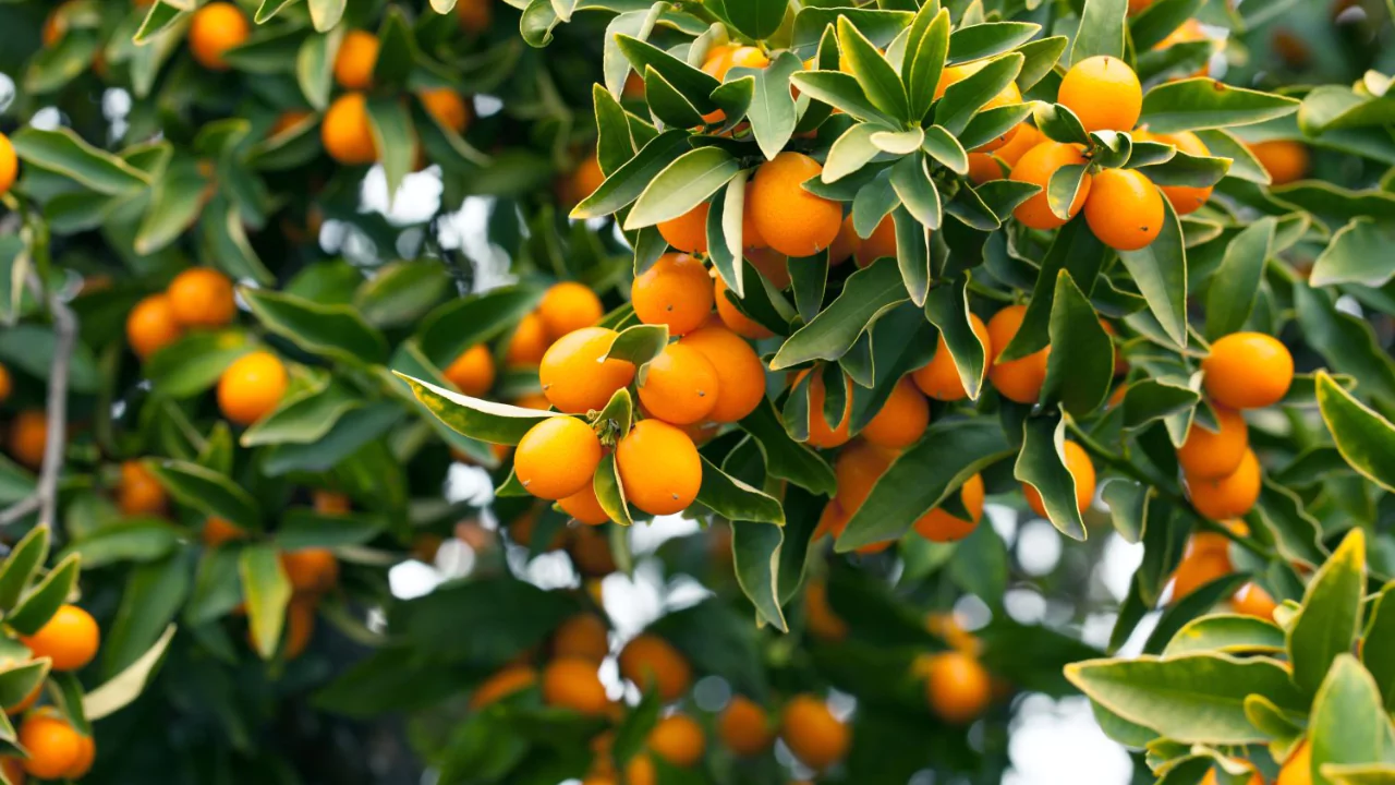 9 Fruit Trees you can Grow Indoors