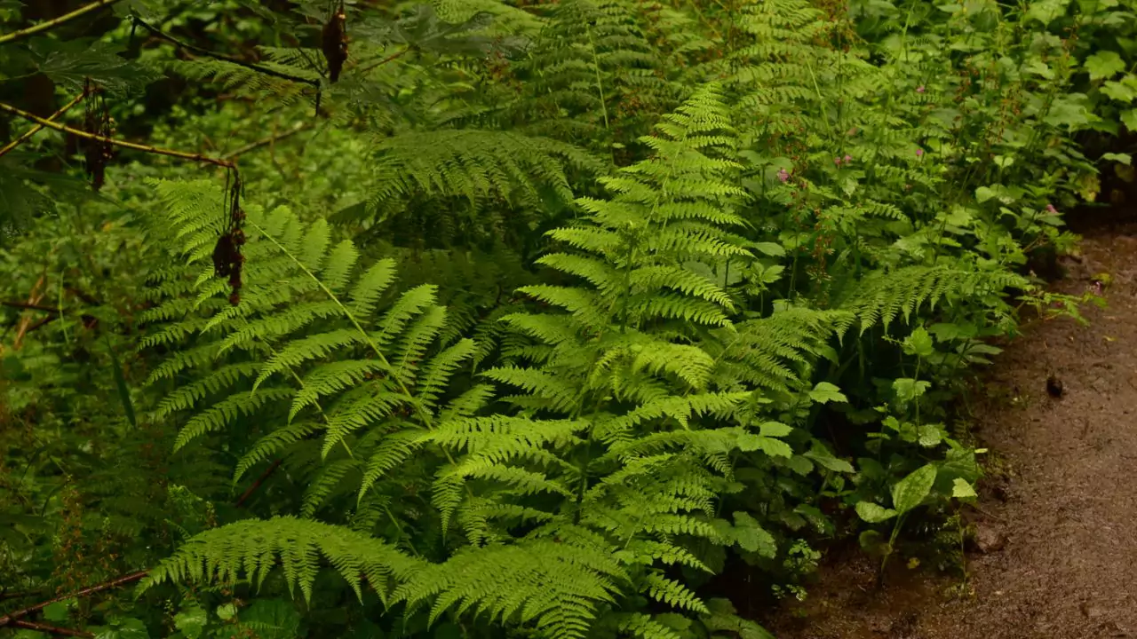 21 Hardy Fern Varieties 20 Lady fern