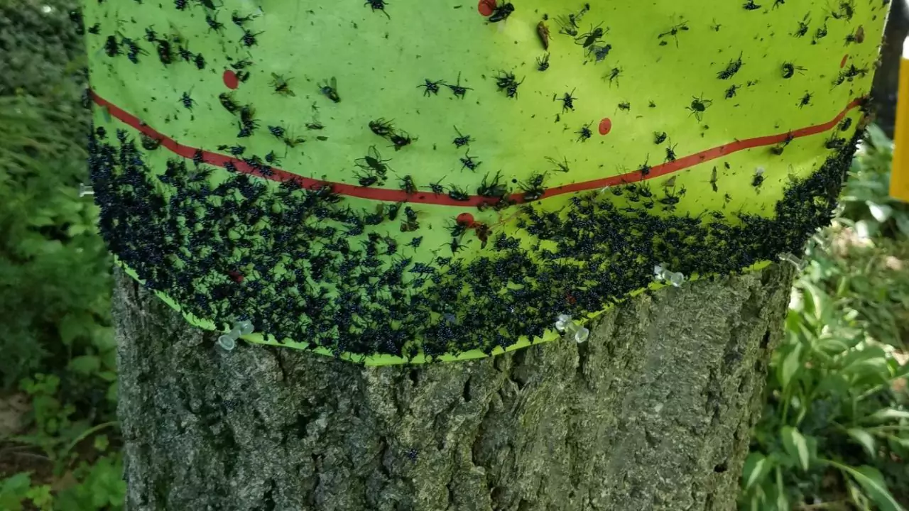 Are Spotted Lanternfly Dangerous? 2 Lanternflies Spreading