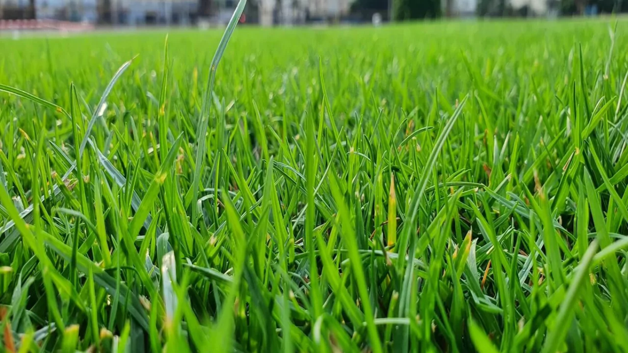 How Long Does Granular Fertilizer Last? 3 Lawn