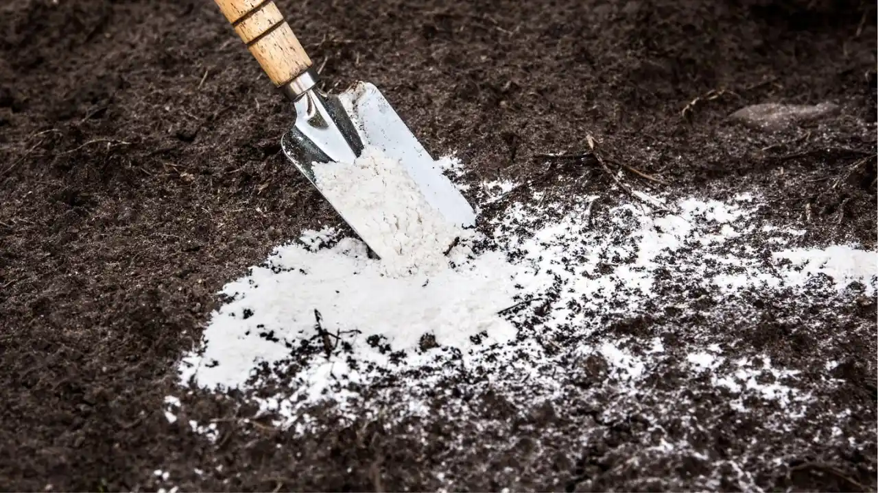 Is Lime An Organic Fertilizer