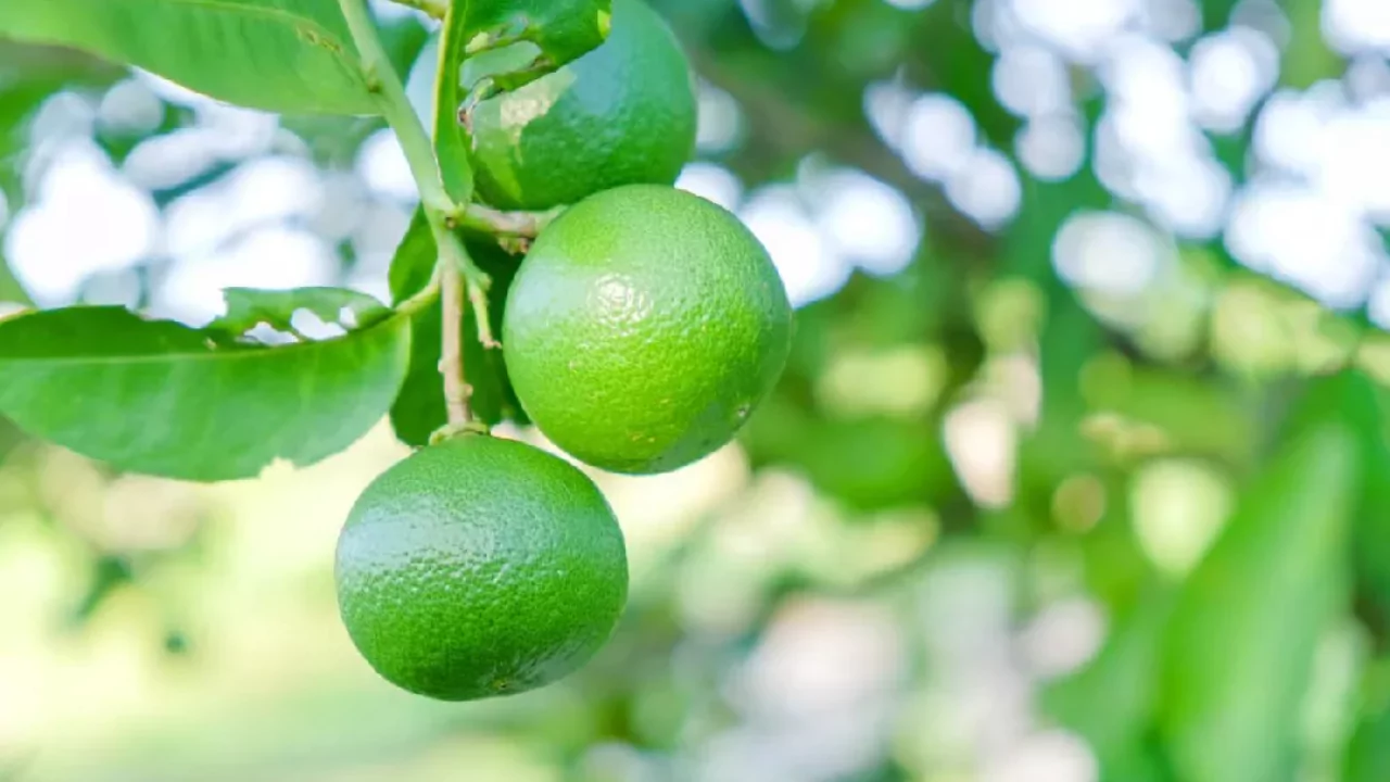9 Fruit Trees you can Grow Indoors 3 Lime tree