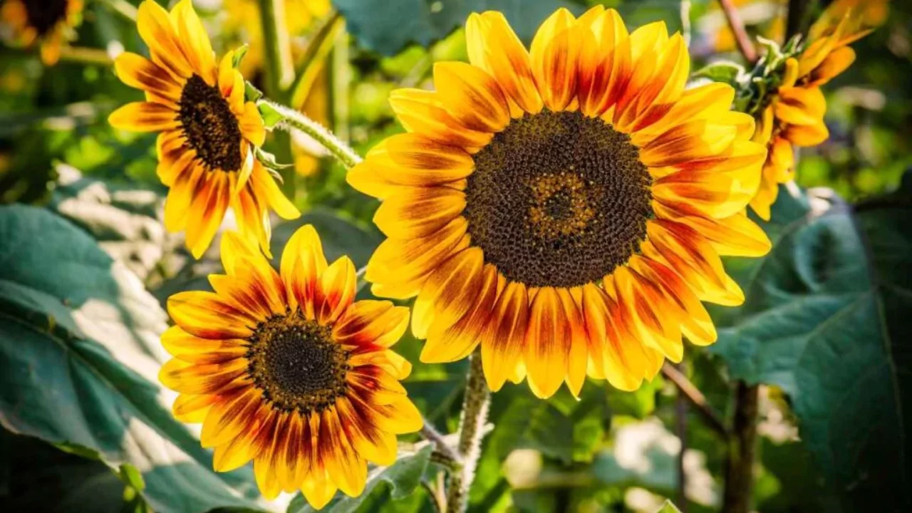 Little Becka sunflower