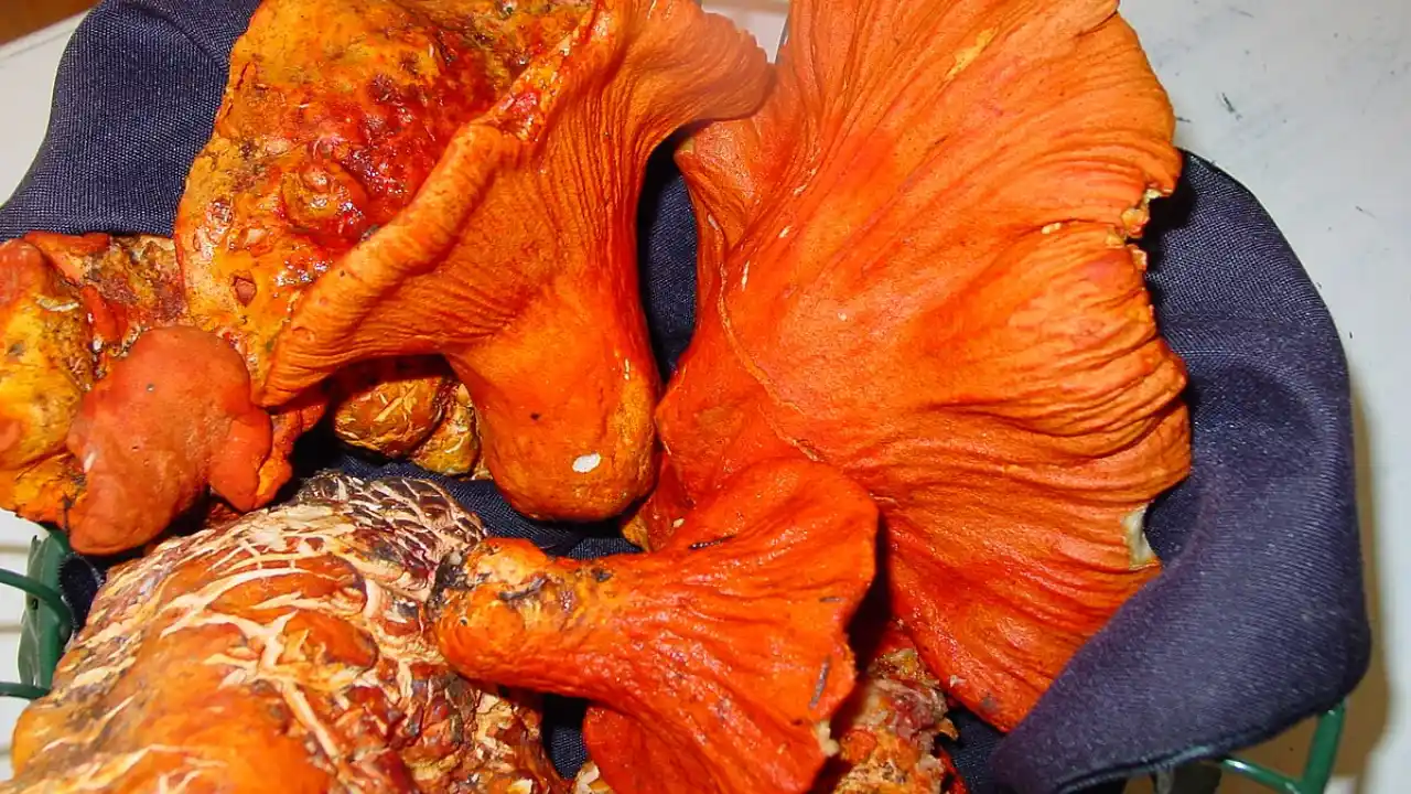 Lobster Mushrooms benefits