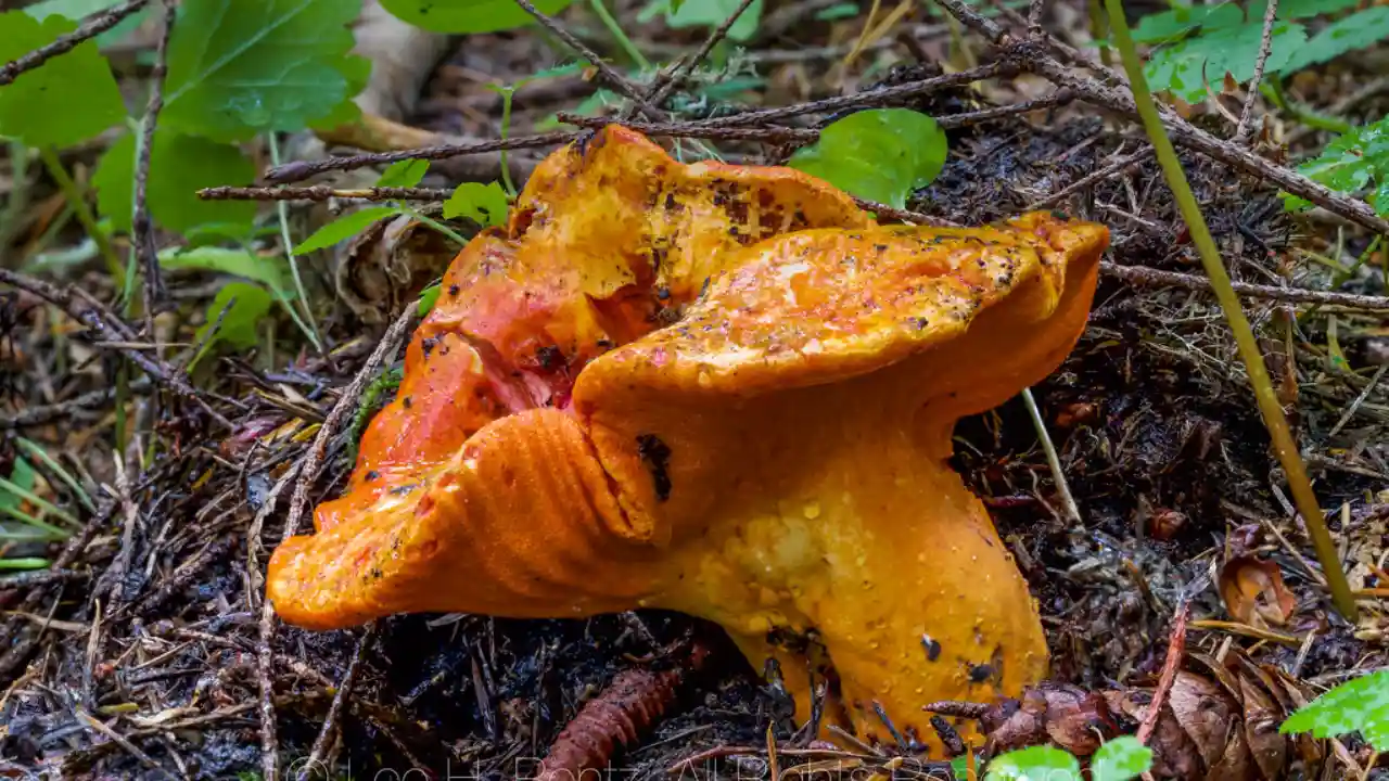 7 Weirdest Mushrooms In The World 1 Lobster Mushrooms