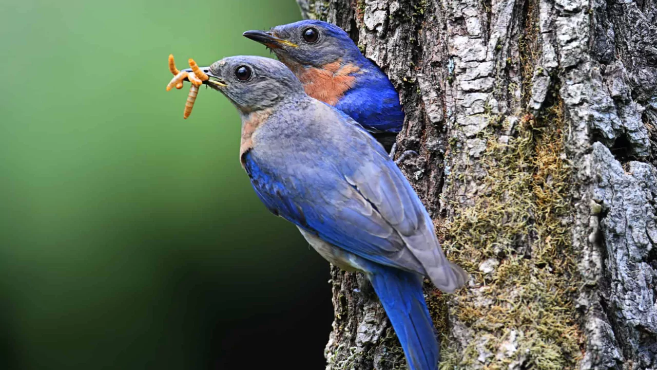Where Do Bluebirds Go After They Fledge 3 Looking for bluebirds in an area