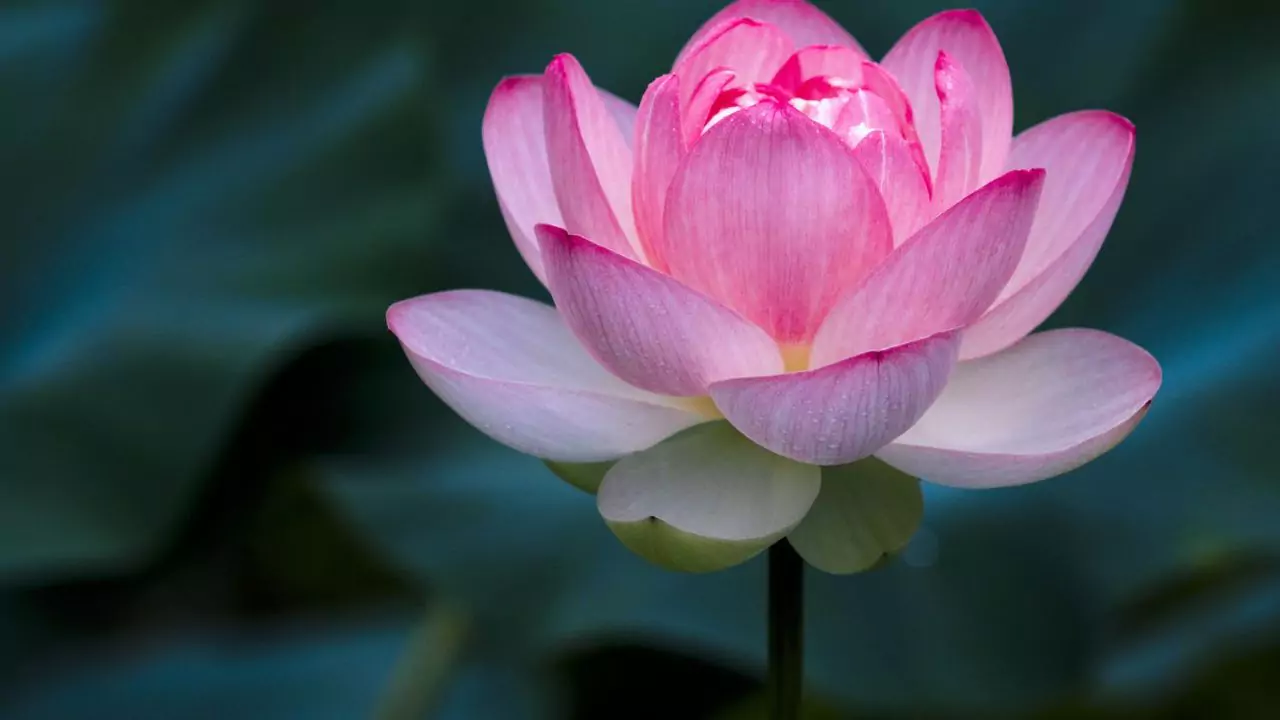Seasonal Guide To Japanese Flowers 8 Lotus flower