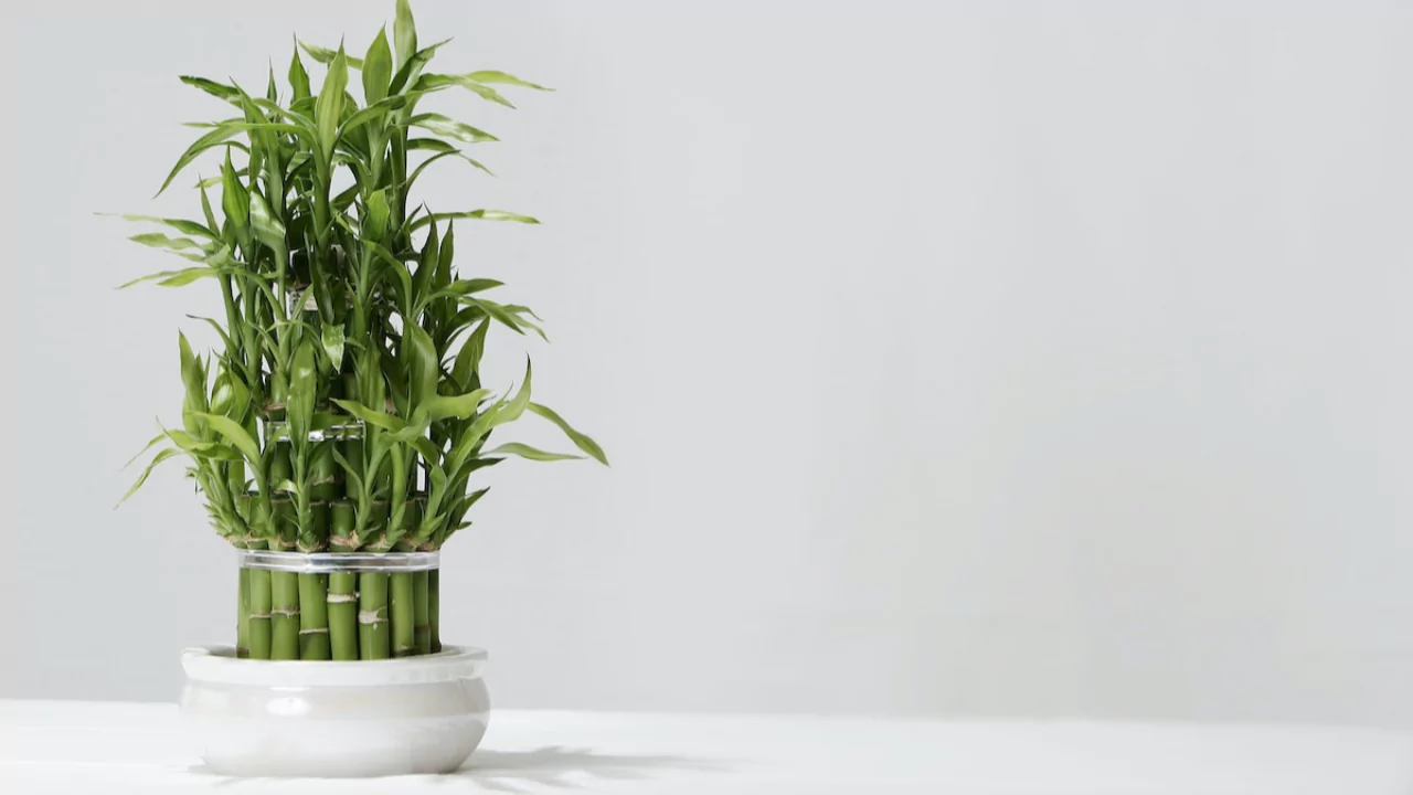 5 Benefits of Bamboo Plants in the Home Explained 3 Lucky Bamboo