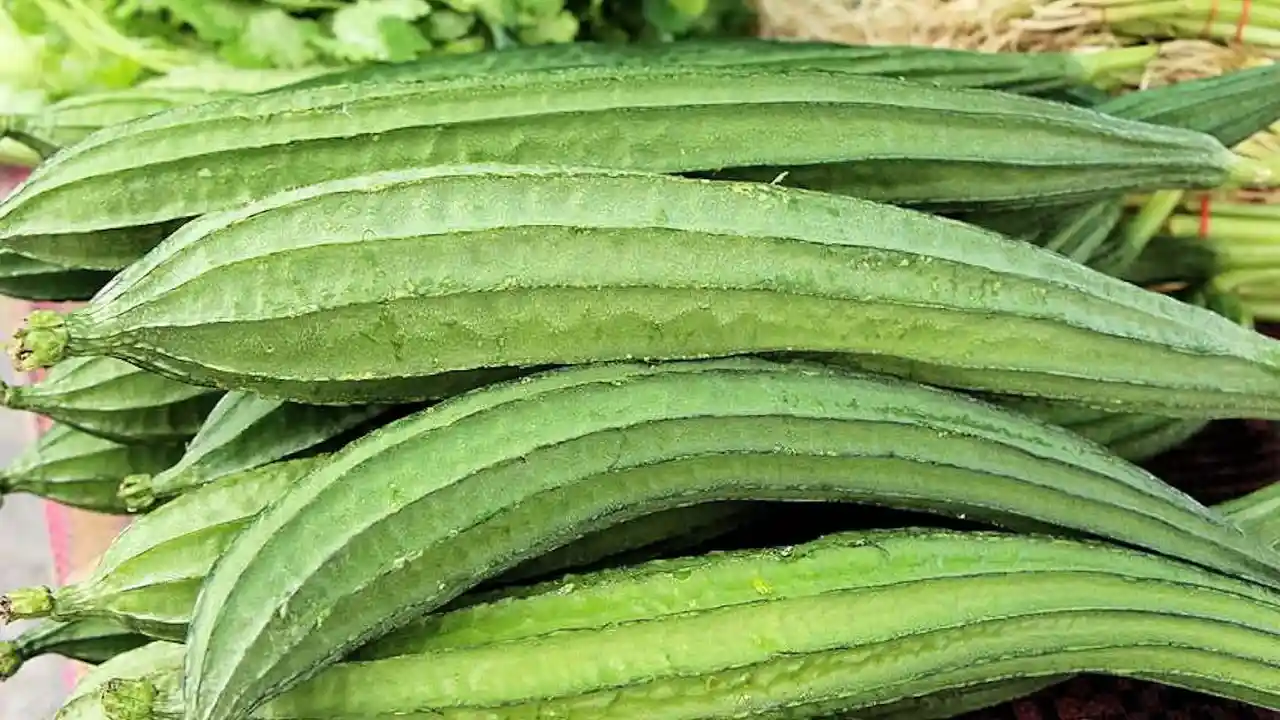 Luffa gourds – types of Patola