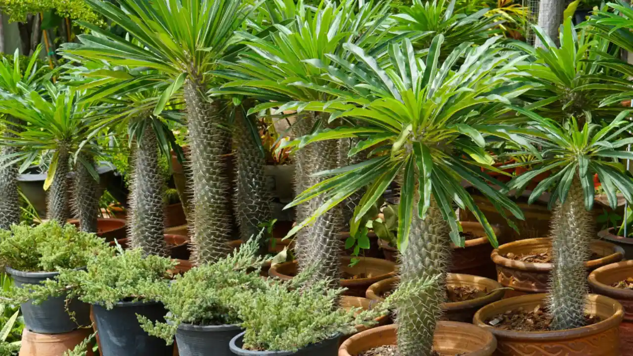 10 Beautiful Large & Tall Succulents for Home and Garden