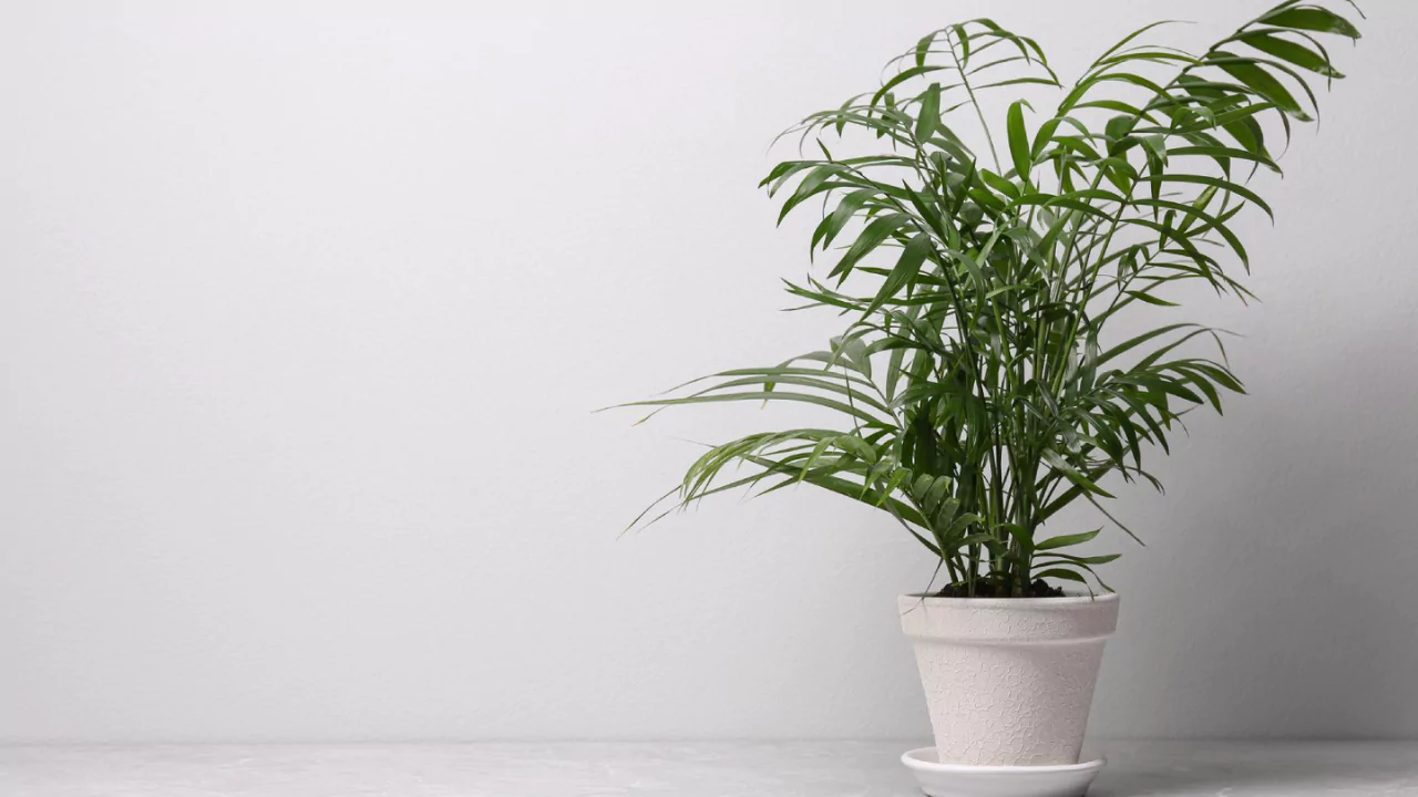13 Indoor Plants with the Biggest Leaves 8 Majesty palm