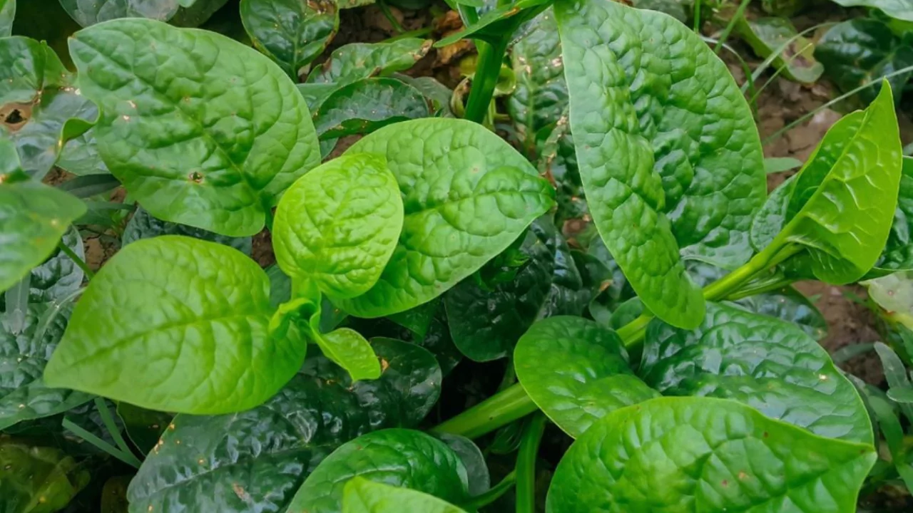 Malabar spinach