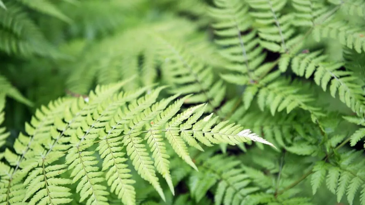 21 Hardy Fern Varieties 7 Male fern