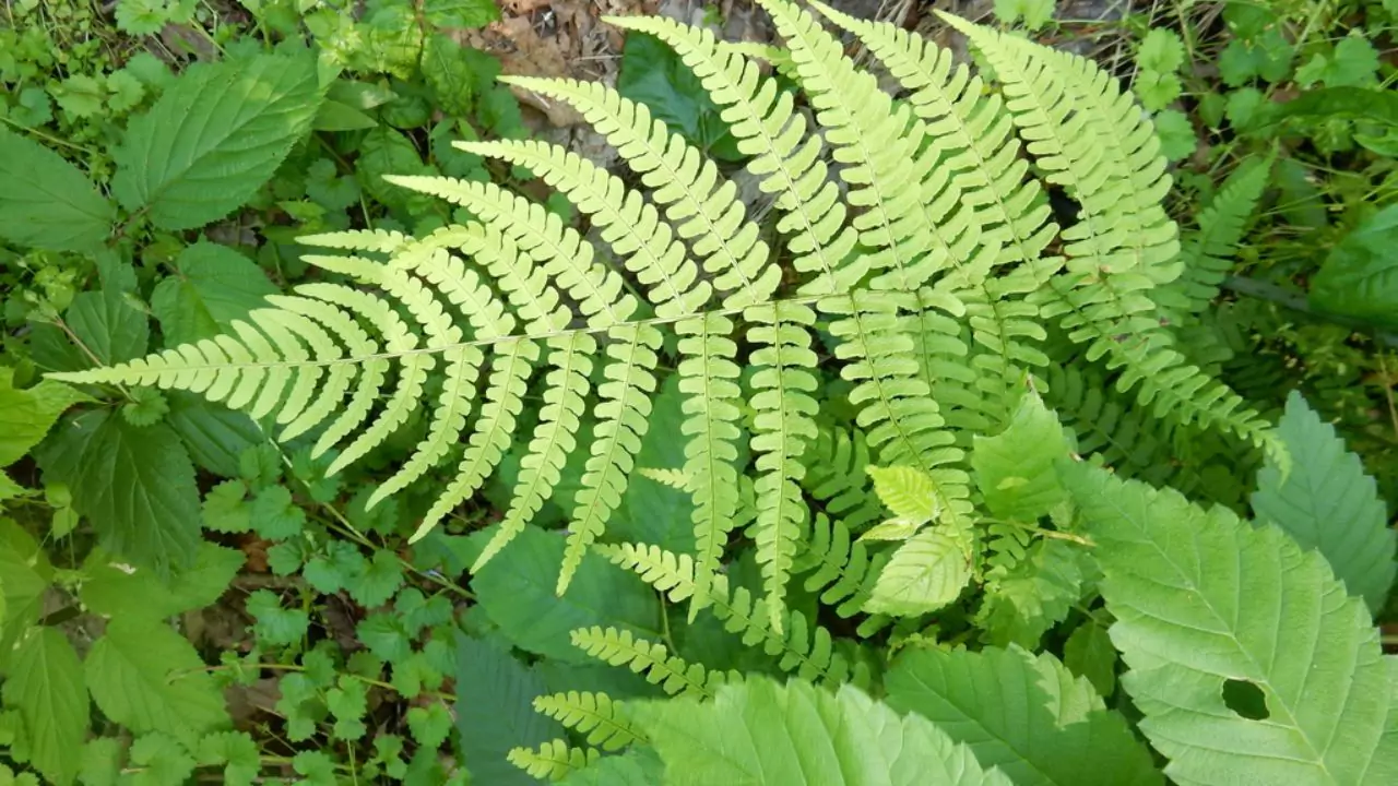 21 Hardy Fern Varieties 14 Marginal wood fern