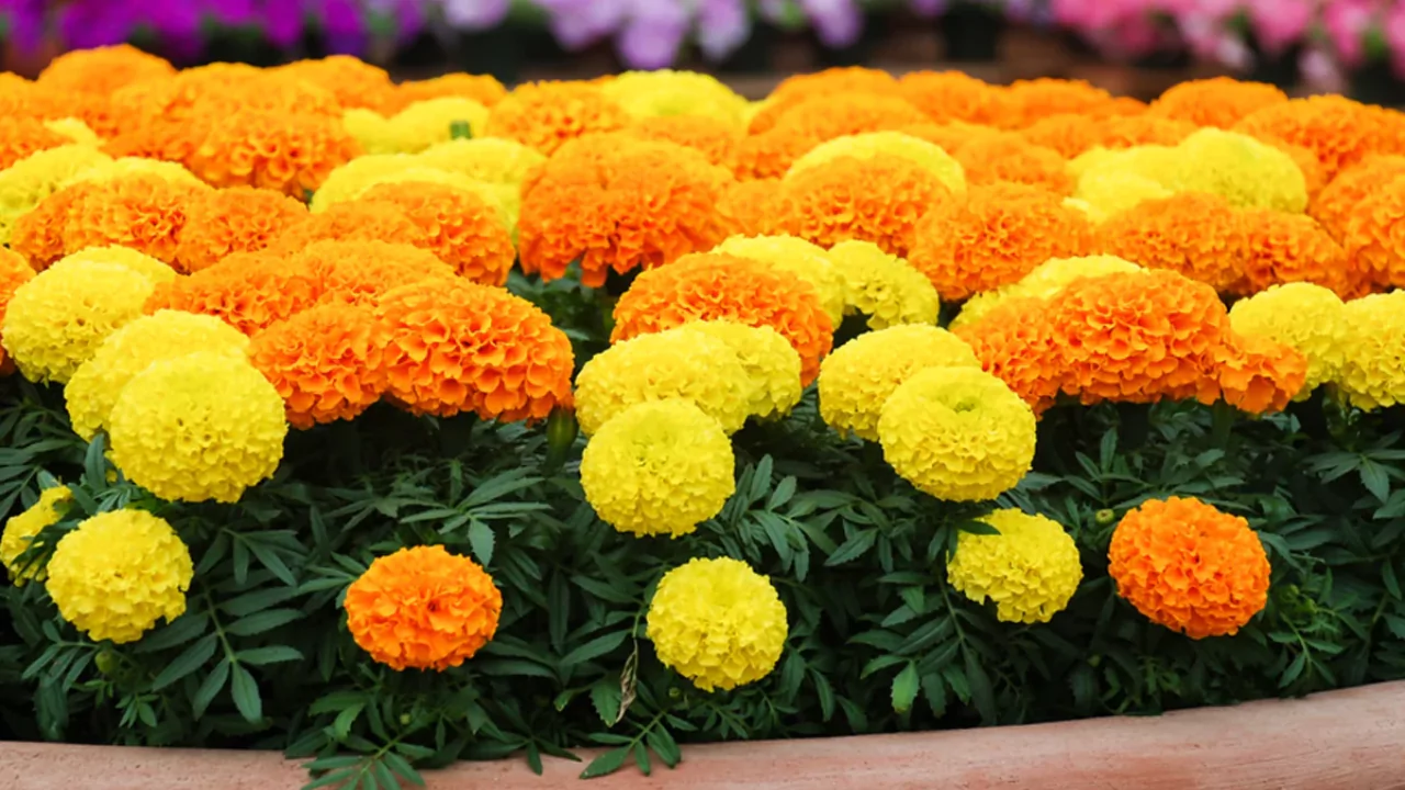 15 Kid-Safe Plants for Play Spaces (Indoors & Outdoors) 12 Marigolds