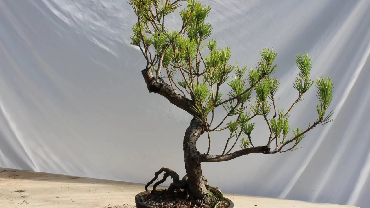 Megiri pruning method