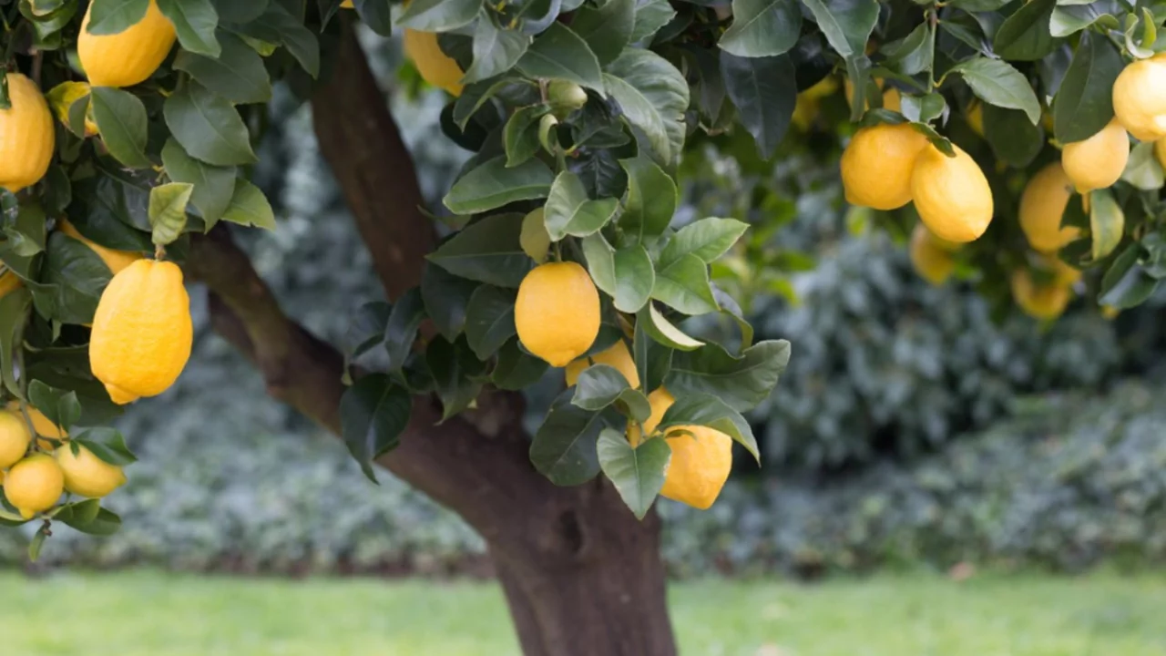 9 Fruit Trees you can Grow Indoors 9 Meyer lemon tree