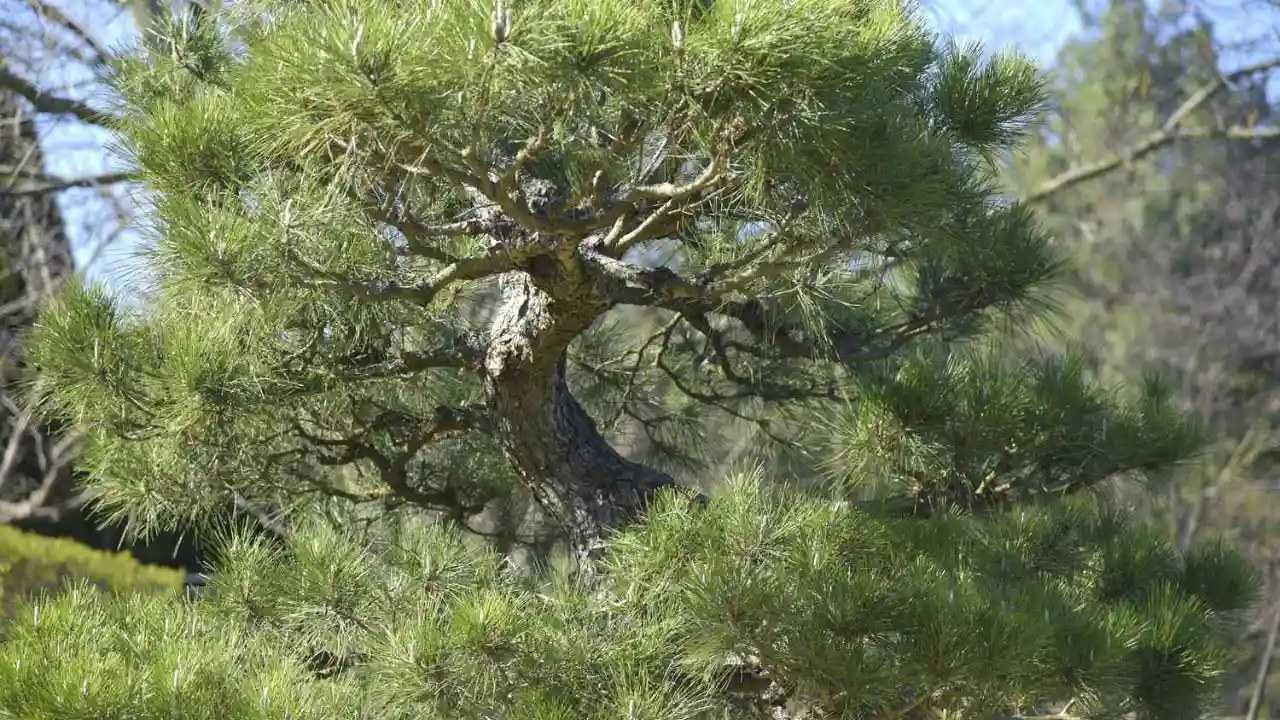 Midoritsumi pruning method
