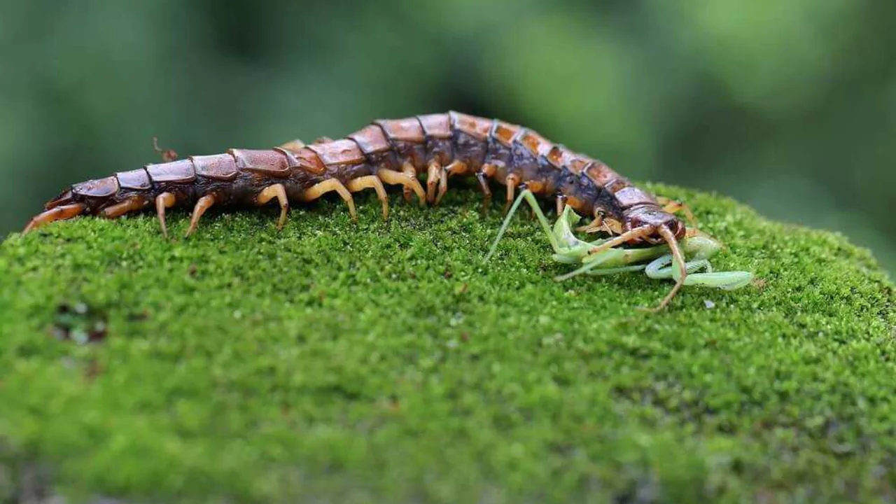 Do Centipedes Have 100 Legs? Why Do They Have so Many Legs? 4 Millipedes vs centipedes