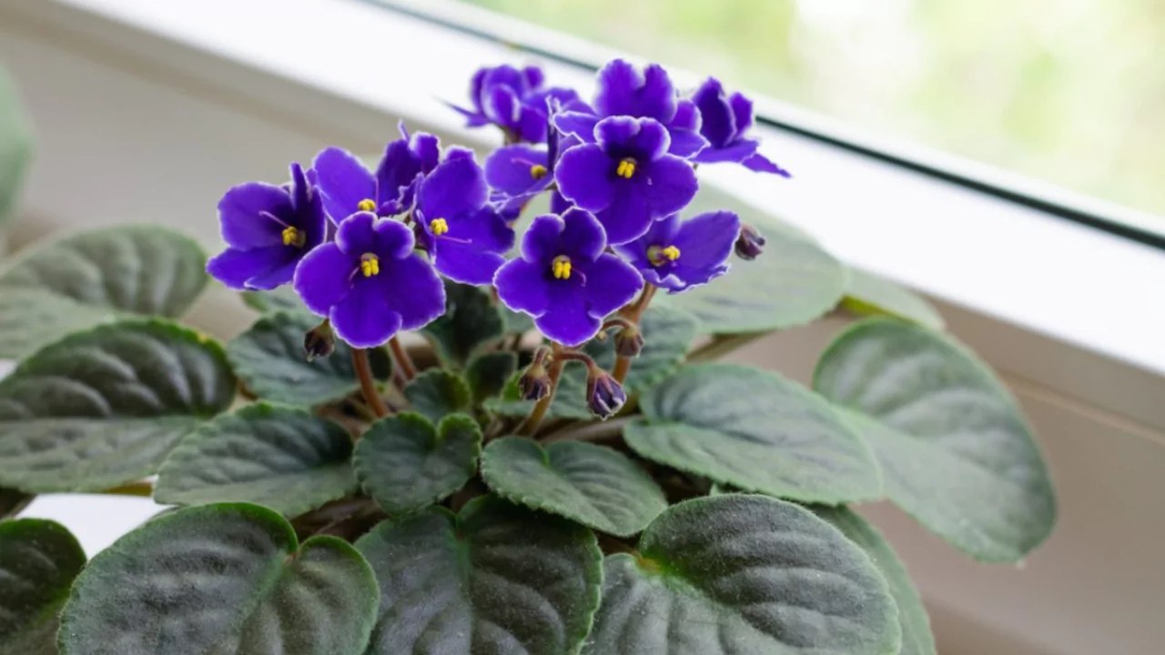 Mini African violets