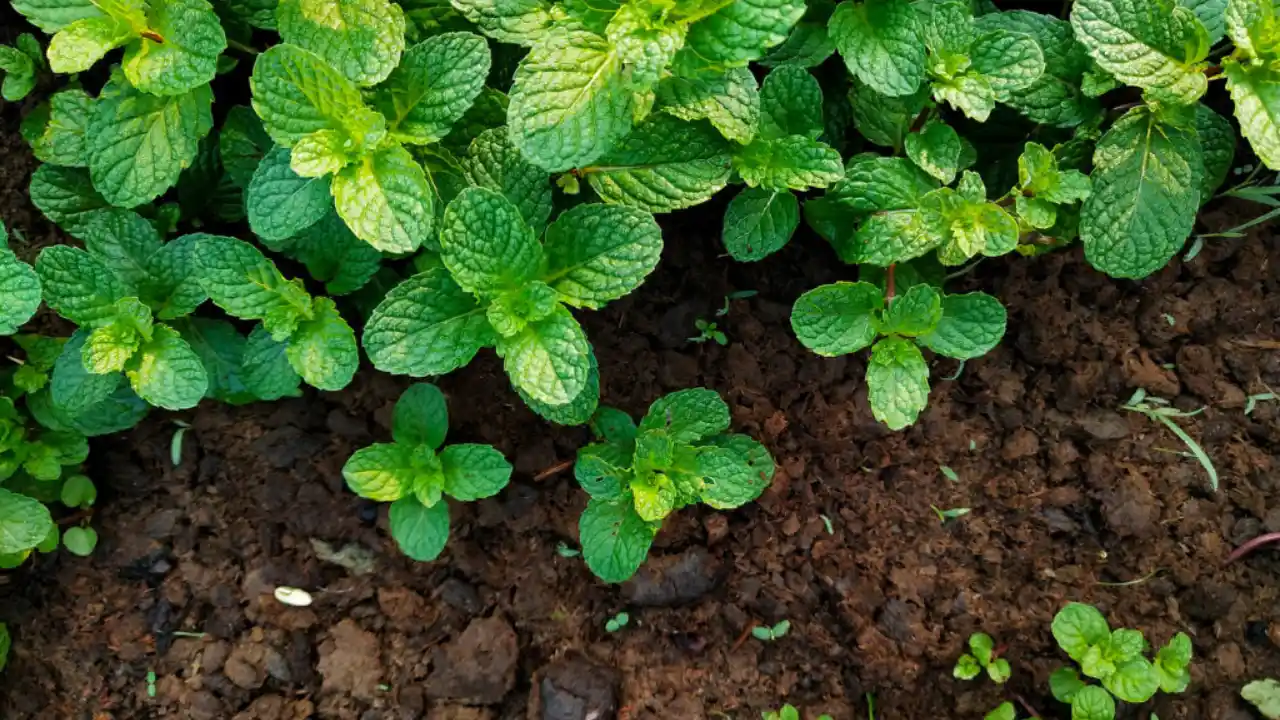 How to Get Big Mint Leaves