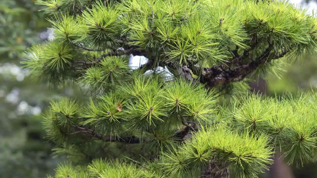 Momiage pruning method