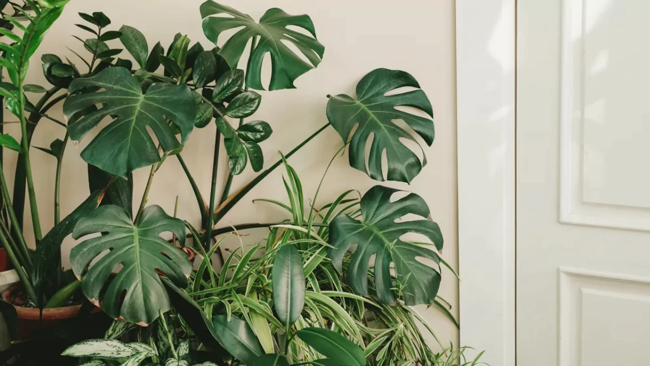 13 Indoor Plants with the Biggest Leaves 1 Monstera