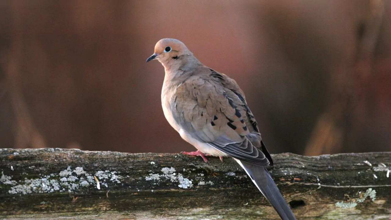 Mourning Doves