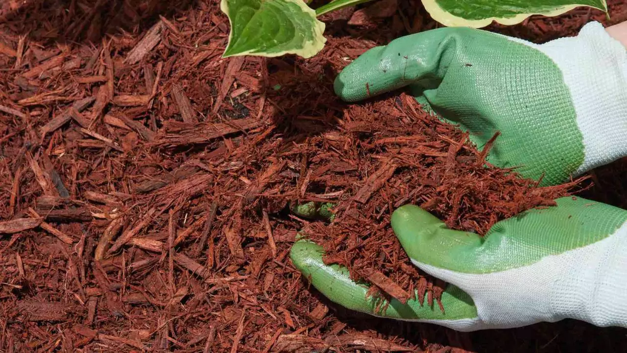Simple Backyard Ecosystems Anyone Can Build 1 Mulch in the backyard