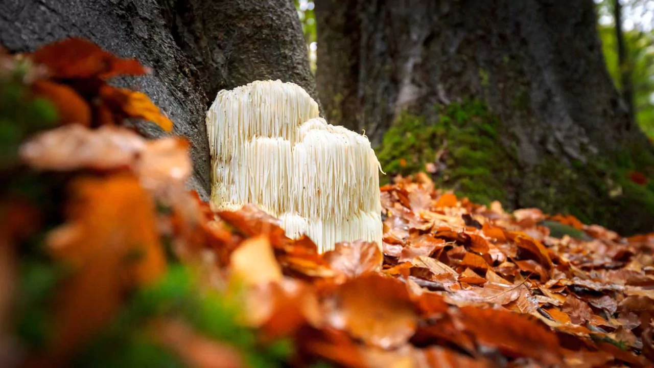 How Expensive Is Lions Mane Mushroom