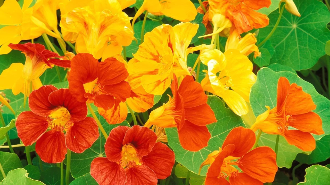 15 Kid-Safe Plants for Play Spaces (Indoors & Outdoors) 15 Nasturtium