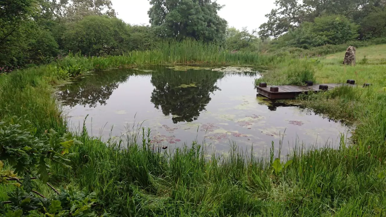 How Do Natural Ponds Stay Clean? 1 Natural pond