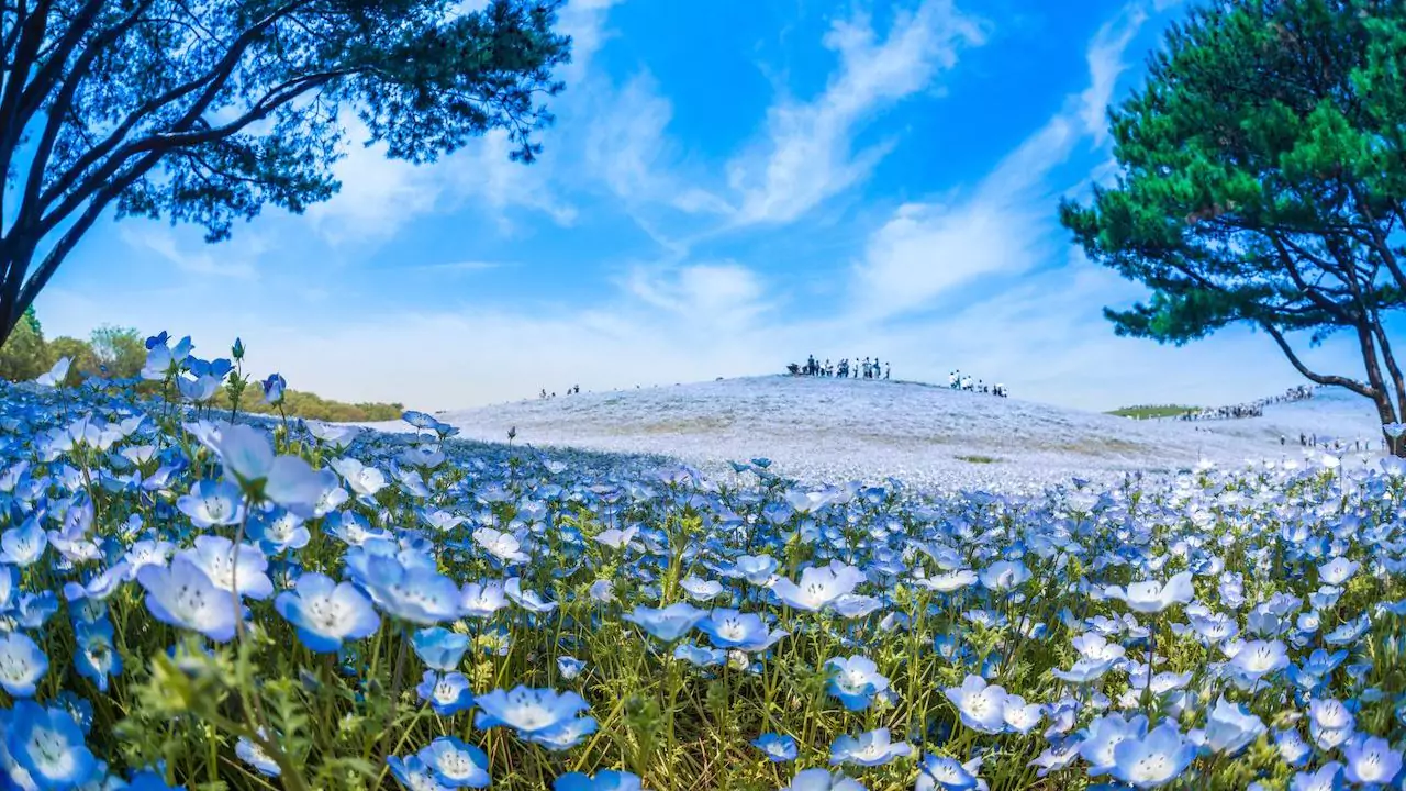 Seasonal Guide To Japanese Flowers 5 Nemophila flowers