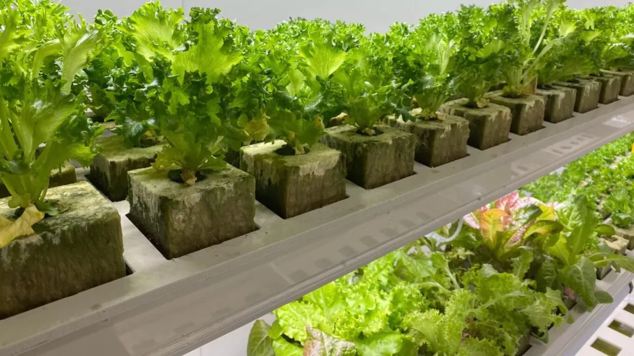 Nft Vs Dwc Aquaponics