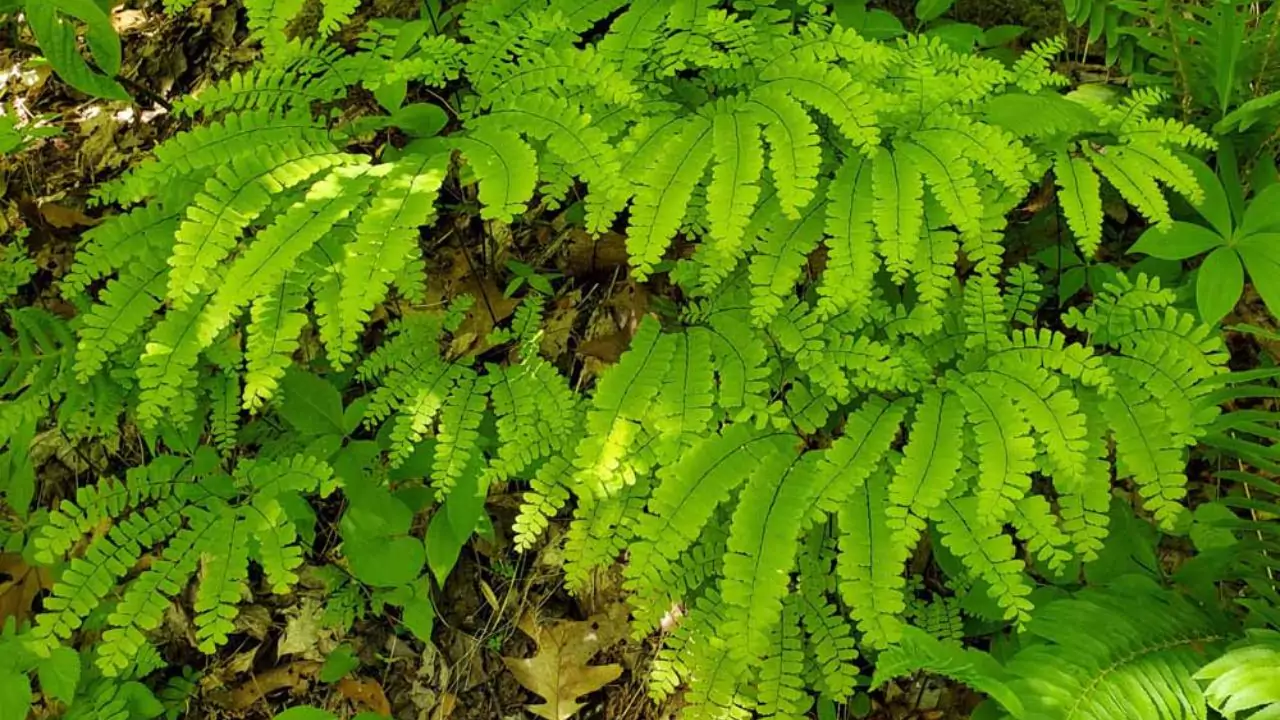 21 Hardy Fern Varieties 4 Northern Maidenhair fern