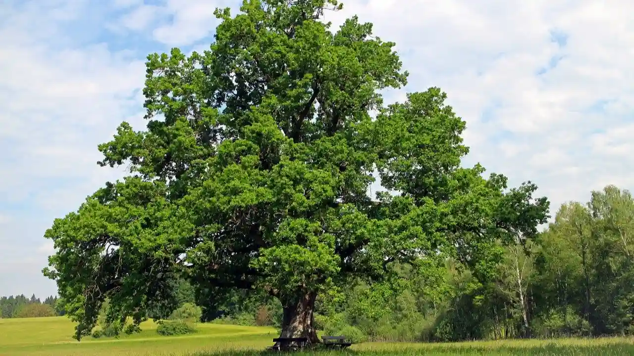 How Much Does A Tree Weigh? 2 Oak trees