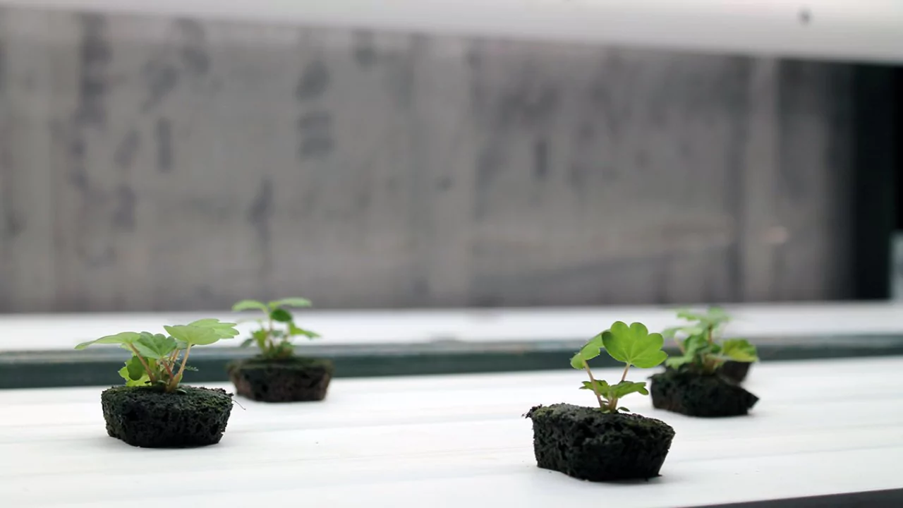 Can You Use Foam as A Hydroponic Growing Medium? 2 Oasis Cubes