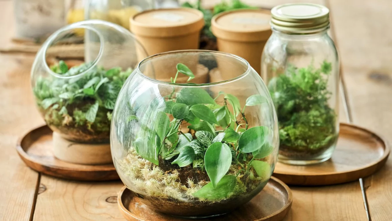 Open Bottle Terrarium
