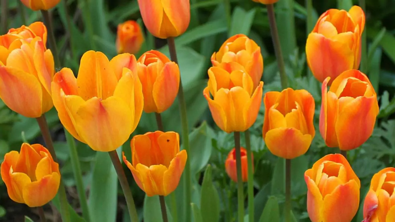 Seasonal Guide To Japanese Flowers 3 Orange tulips 1