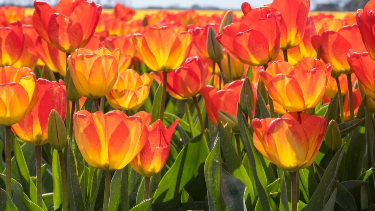 What to Do with Tulips After They Bloom 3 Orange tulips