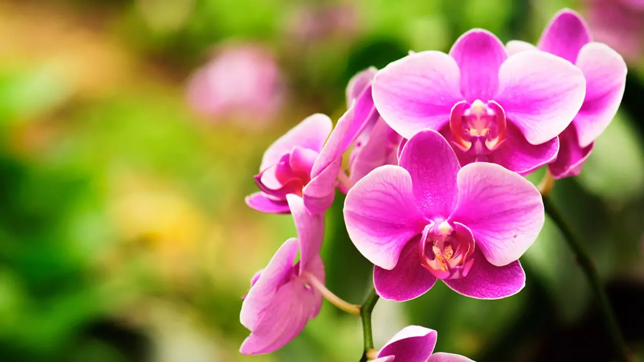 What Do Orchids Symbolize