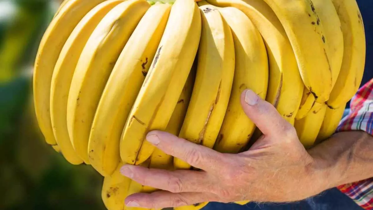 Do Organic Bananas Get Gassed