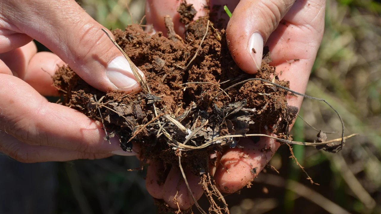 Will Organic Fertilizer Burn Grass/Plants? 4 Organic soil 1