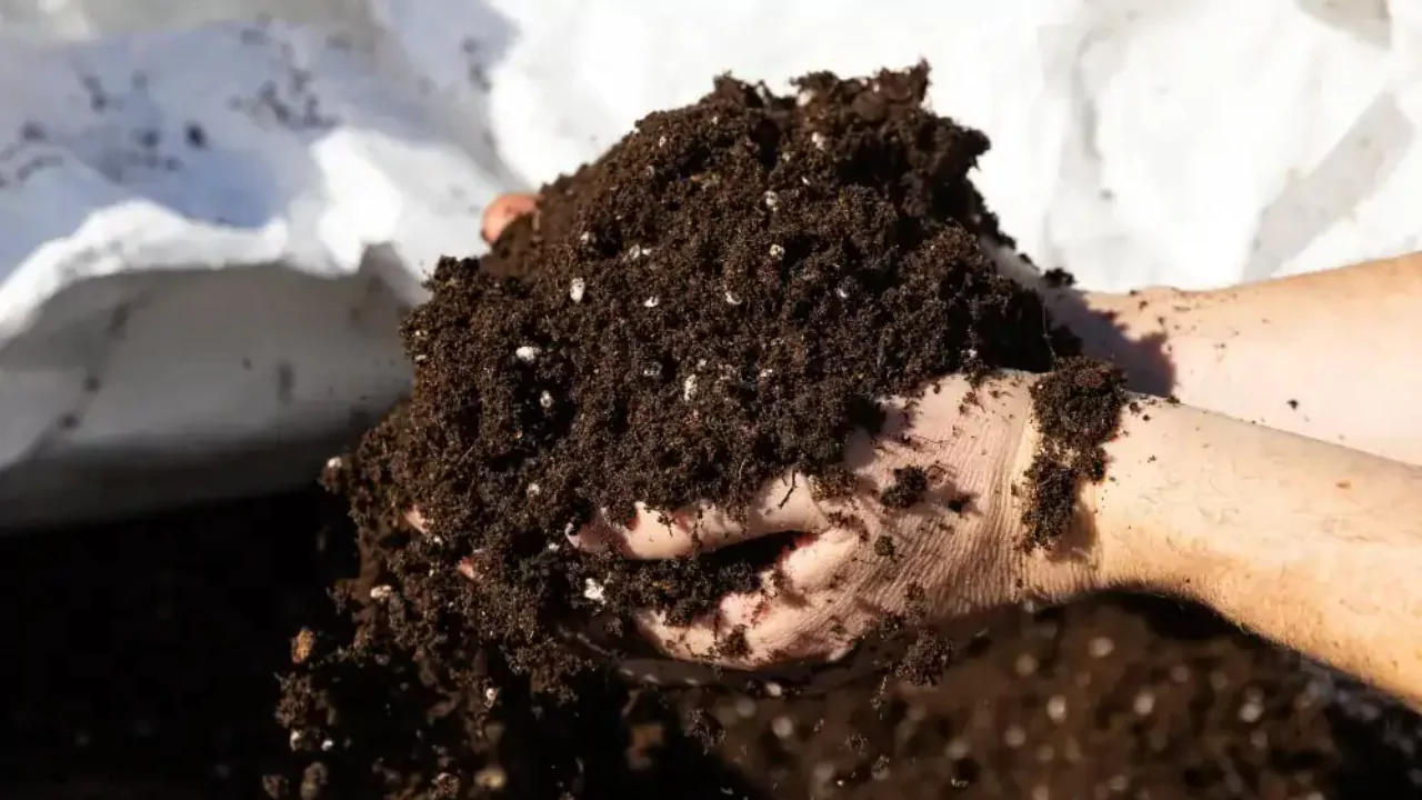 Organic soil 2