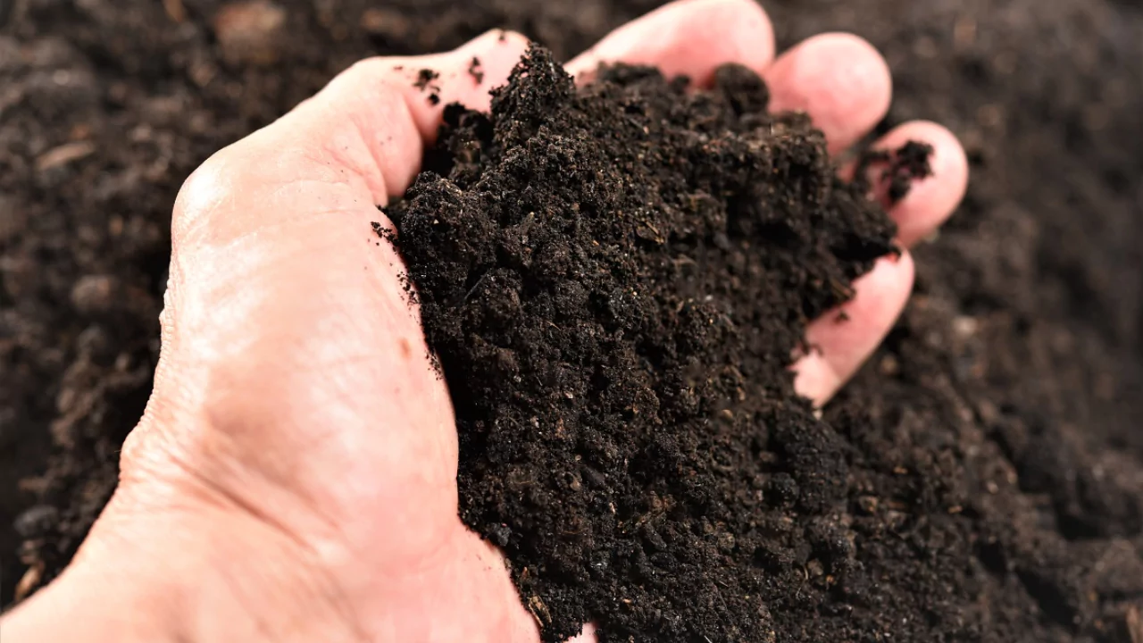 Will Organic Fertilizer Burn Grass/Plants? 3 Organic soil