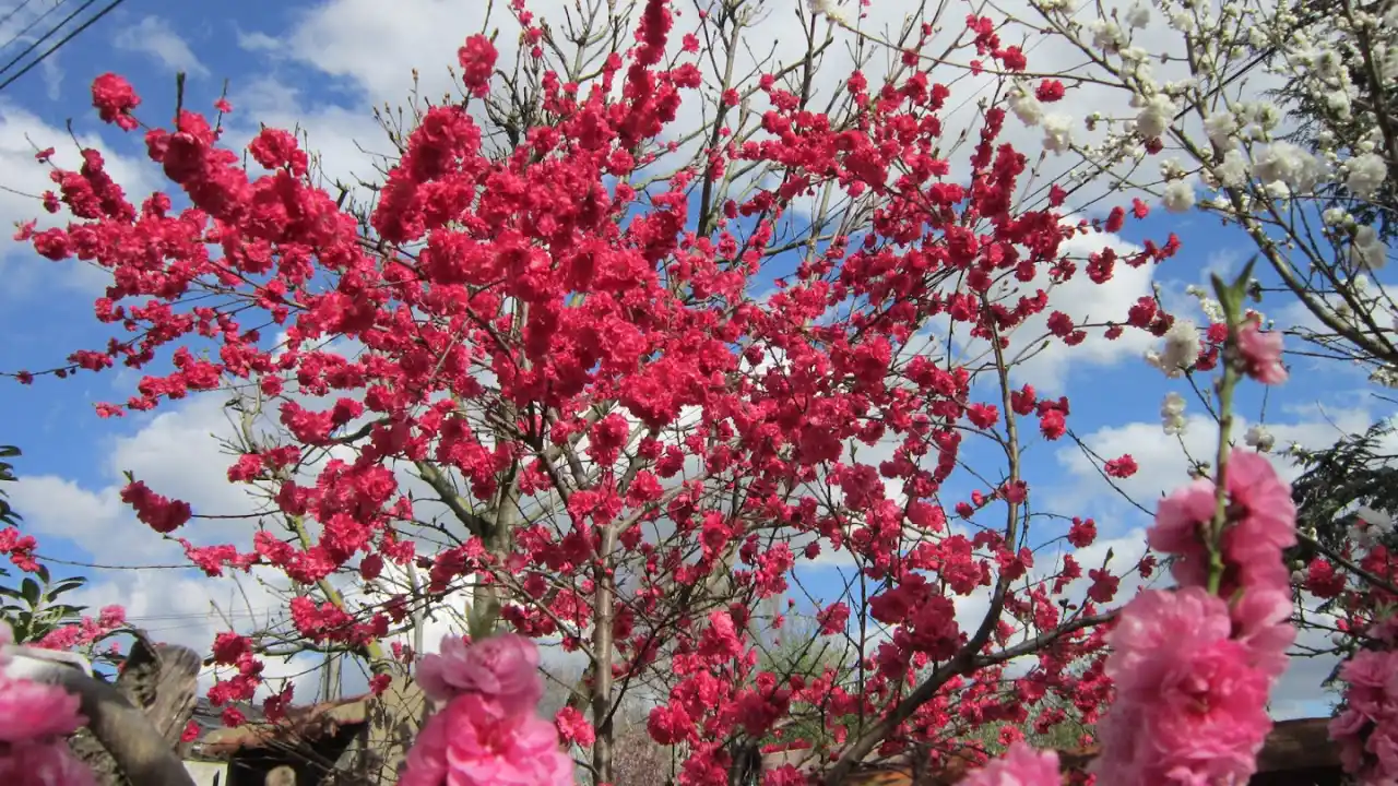 Ornamental peach tree